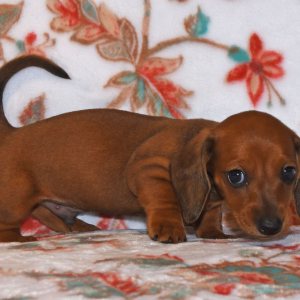 Dachshund Puppy Patrick