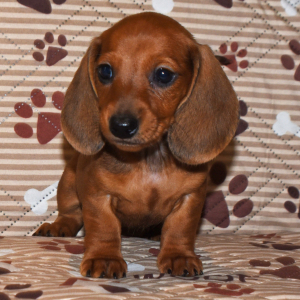 Dachshund Puppy Patrick