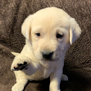 Labrador Retriever Puppy Lana