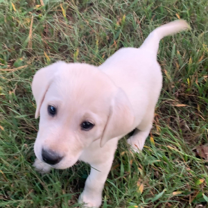 Labrador Retriever Puppy Lana