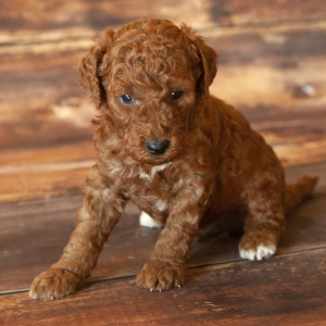 Goldendoodle Puppy Bruno