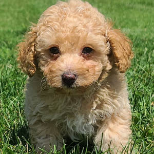 Poodle Puppy Tucker