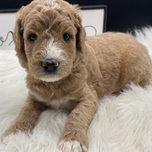 Goldendoodle Puppy Spencer