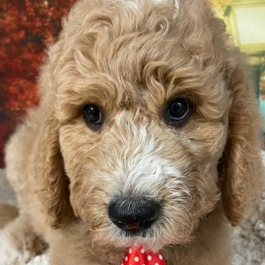 Goldendoodle Puppy Spencer