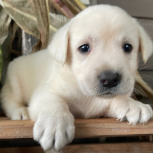 Labrador Retriever Puppy George