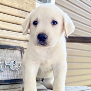 Labrador Retriever Puppy George