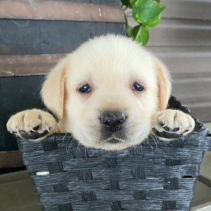 Labrador Retriever Puppy Harry