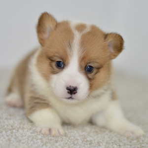 Pembroke Welsh Corgi Puppy Peri