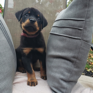 Rottweiler Puppy Cassidy