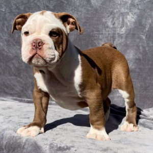Bulldog Puppy Cash