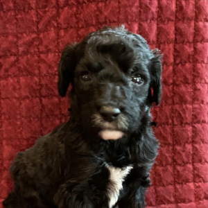 Goldendoodle Puppy Snoopy