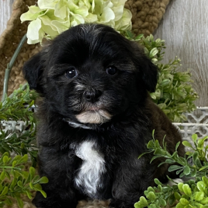 Havashu Puppy Hans
