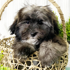 Havashu Puppy Hans