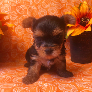 Yorkshire Terrier Puppy Monty