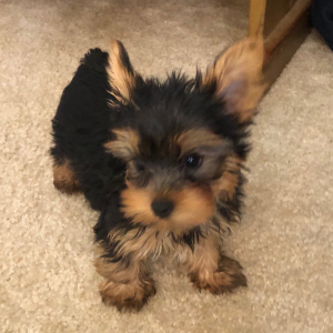 Yorkshire Terrier Puppy Monty