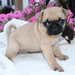 Pug Puppy Candy