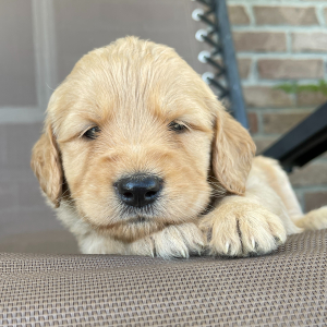 Goldendoodle Puppy Marilyn