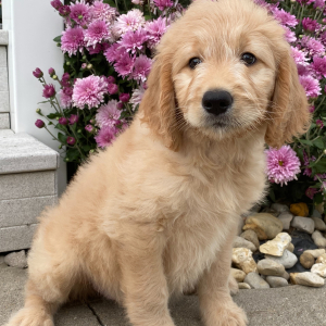 Goldendoodle Puppy Marilyn