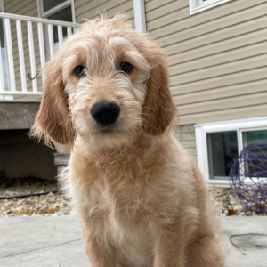 Goldendoodle Puppy Marilyn