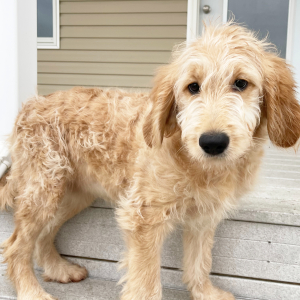 Goldendoodle Puppy Marilyn