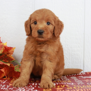 Goldendoodle Puppy Marshall