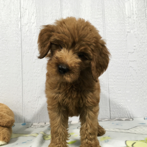 Goldendoodle Puppy Marshall