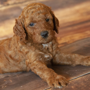 Goldendoodle Puppy Vince
