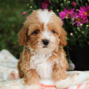 Poo-Ton Puppy Tank
