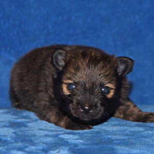 Pomeranian Puppy Smokey