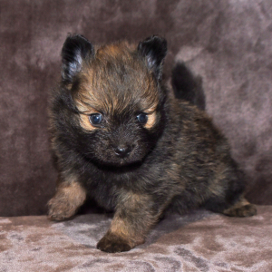 Pomeranian Puppy Smokey