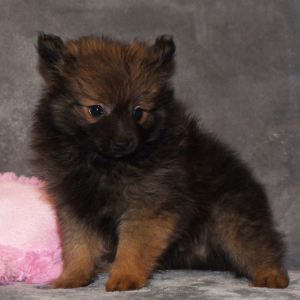 Pomeranian Puppy Smokey