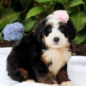 Bernedoodle Puppy Miley