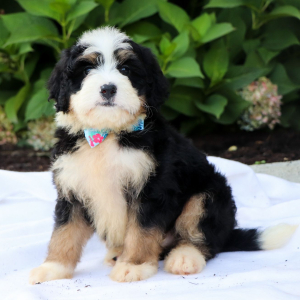 Bernedoodle Puppy Liam