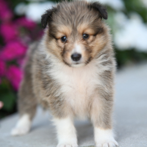 Shetland Sheepdog Puppy Vanessa