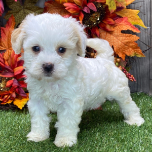 Havanese Puppy Grant