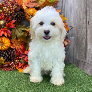 Havanese Puppy Grant