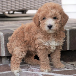 Poodle Puppy Merideth