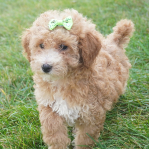 Poodle Puppy Merideth