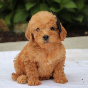 Goldendoodle Puppy Andrea