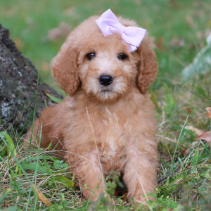 Goldendoodle Puppy Andrea