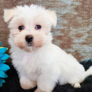 Morkie Puppy Toby