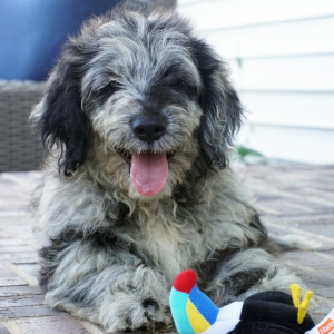 Goldendoodle Puppy Granite