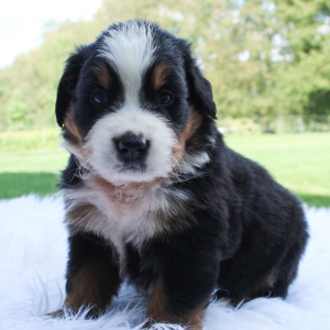 Bernese Mountain Dog Puppy Riley