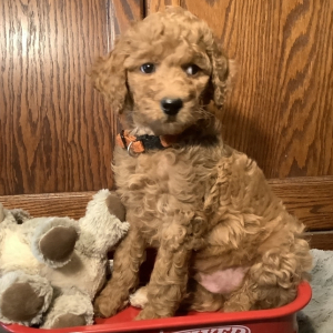Goldendoodle Puppy Willie