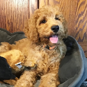 Goldendoodle Puppy Willie