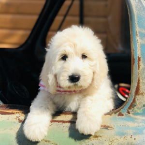 Goldendoodle Puppy Spanky