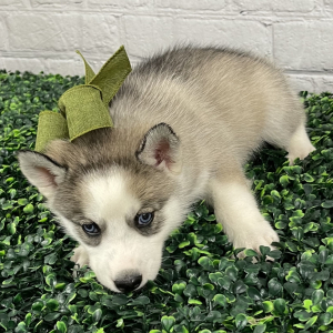 Siberian Husky Puppy Ashley