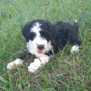 Portuguese Water Dog Puppy Gemma