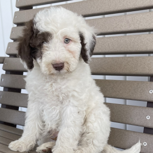 Goldendoodle Puppy Gio