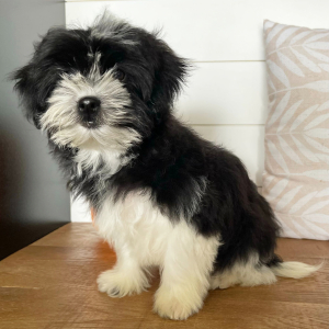 Shihpoo Puppy Frank